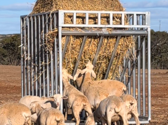 Sheep feeding from a Universal hay feeder loaded with hay